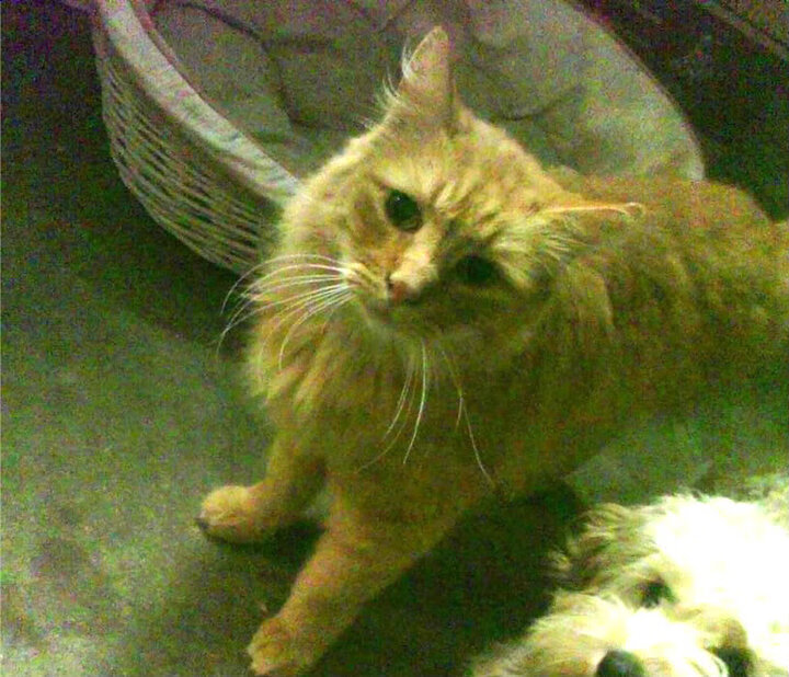 中国瑜伽品牌与国际知名品牌合作推出新产品，国内五大瑜伽馆知名品牌