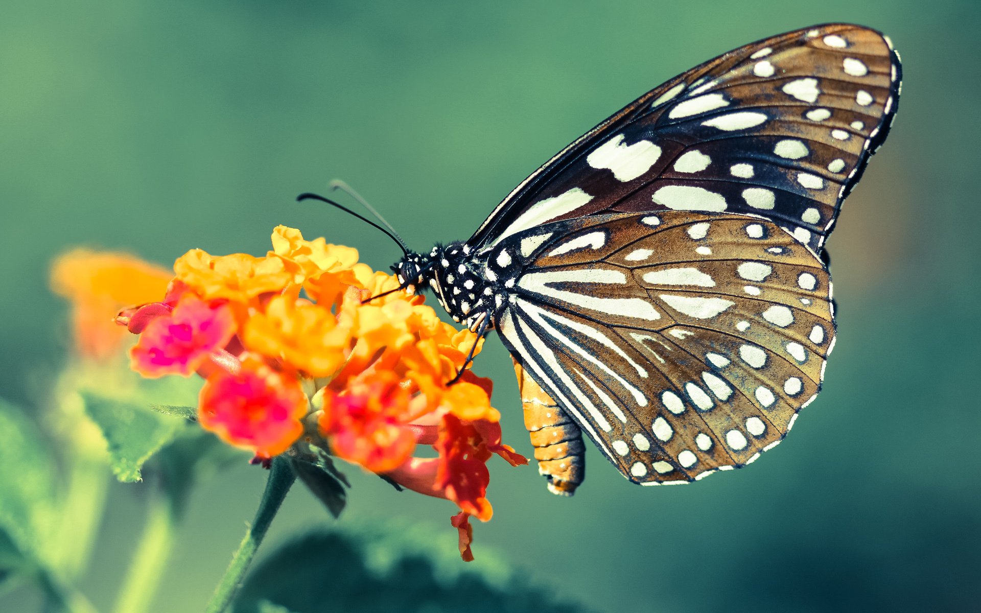 九游网游官网-塞内加尔队后卫佩雷斯在巴黎奥运会上表现出色，塞内加尔中后卫